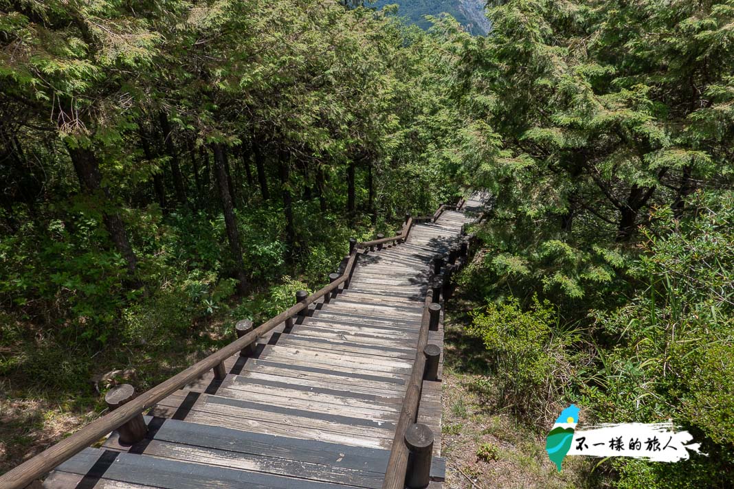 雲霧步道｜觀霧森林遊樂園區