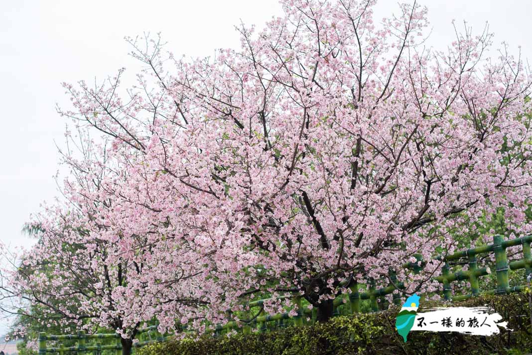 淡水天元宮櫻花