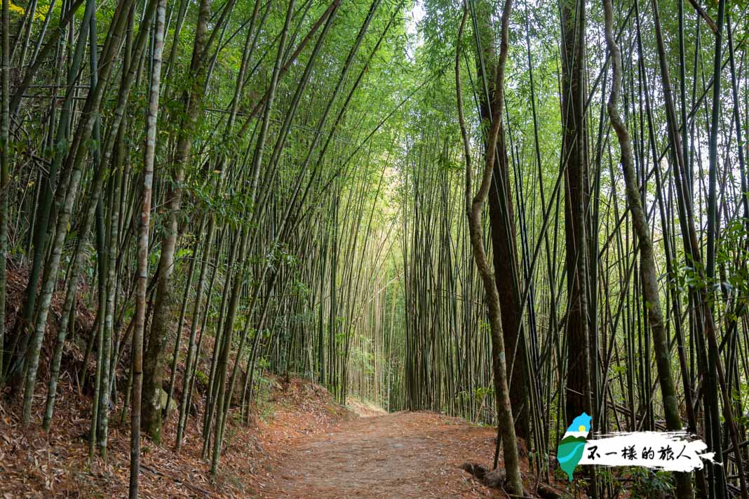 司馬庫斯巨木步道竹林