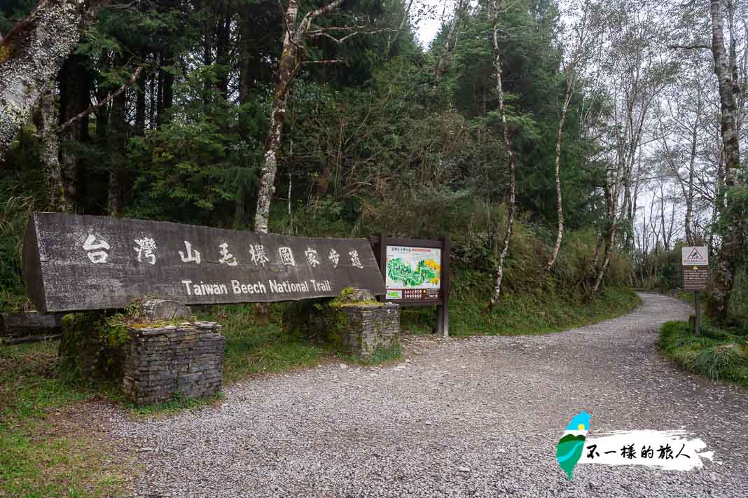 太平山景點｜山毛櫸步道