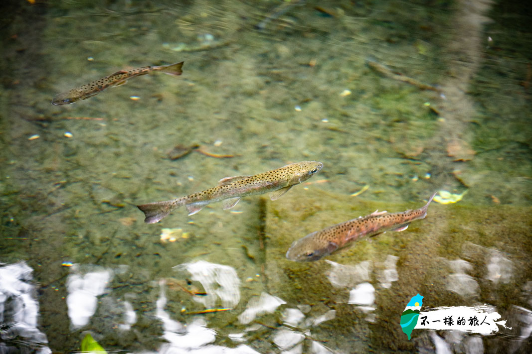 武陵農場櫻花鉤吻鮭