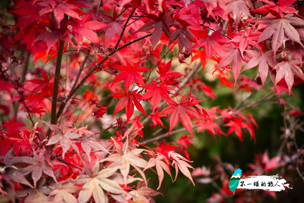 福壽山農場-楓葉