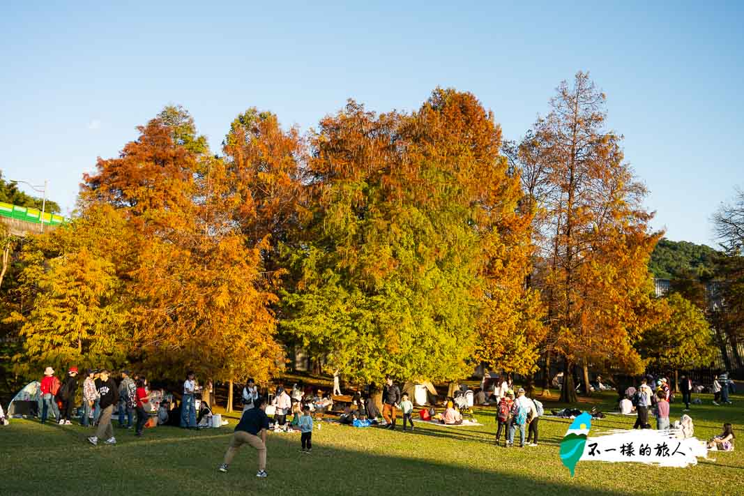 台北落羽松-大湖公園
