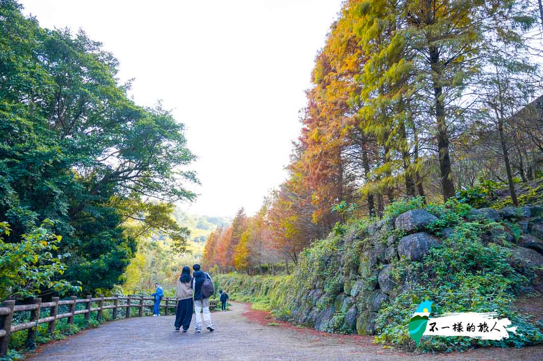 台北落羽松-陽明山永公路500巷