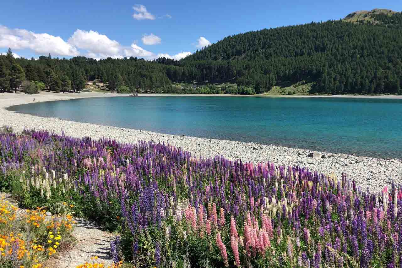 紐西蘭蒂卡波湖魯冰花